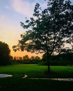 Trees on field against sky at sunset