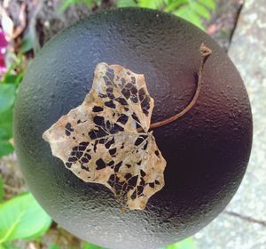 Close-up of fungus growing on tree trunk