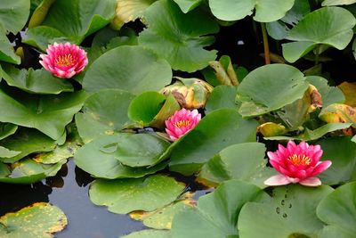 Close-up of pink lotus water lily in pond