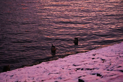 Birds in river in winter