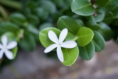 plant