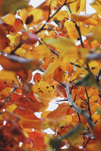 Close-up of yellow maple leaves on tree