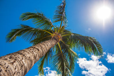 Low angle view of coconut palm tree against blue sky