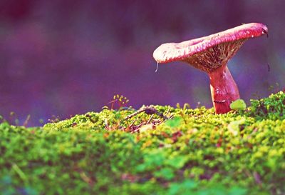 Close-up surface level of mushroom