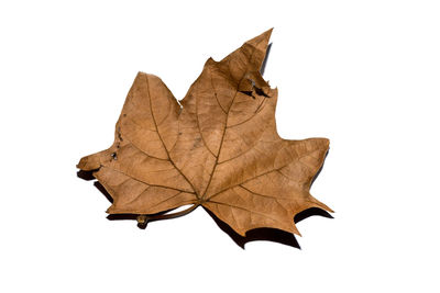 Close-up of dry leaves