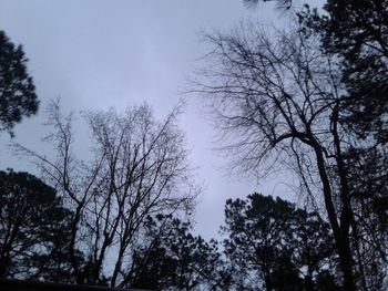 Low angle view of bare trees against sky