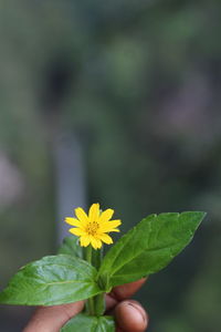 Close-up of hand holding yellow flowering plant