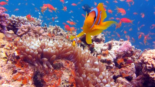 Beautiful clown fish underwater with corals and fish