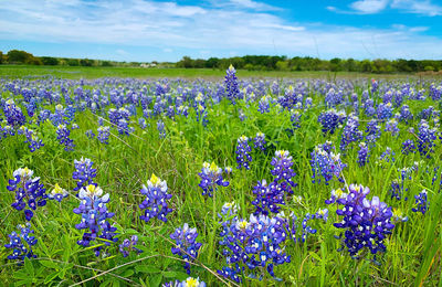 Purple flowering plants on field against sky