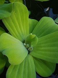 Close-up of green leaves