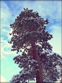 Low angle view of trees against sky