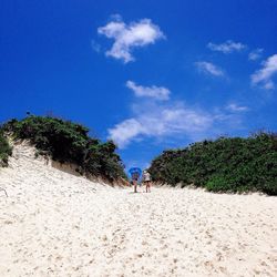 Trees against cloudy sky