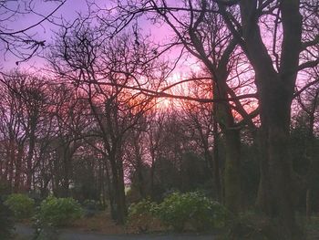 Bare trees against sky