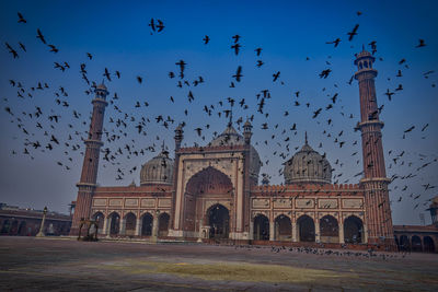 Flock of birds flying over a building