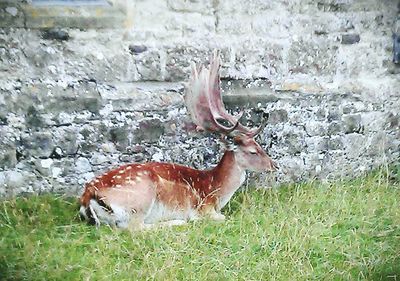 Sheep on grassy field