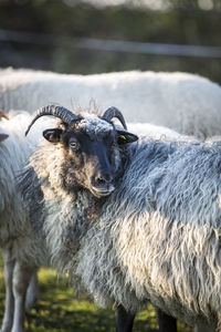 Flock of sheep on field