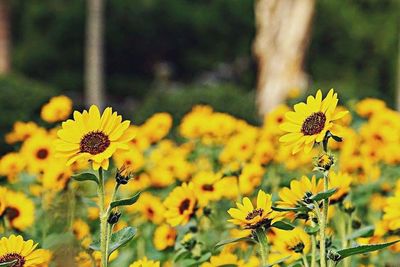 Close-up of yellow flower blooming in field