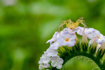 Close-up of butterfly pollinating on flower