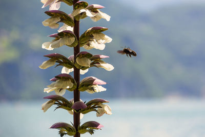 Bee pollinating flower