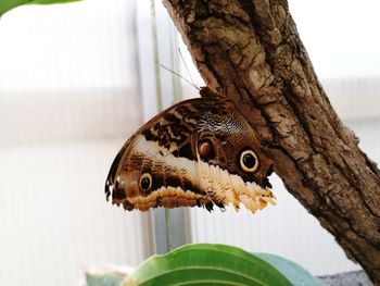 Close-up of butterfly on tree trunk