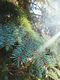 Close-up of pine tree
