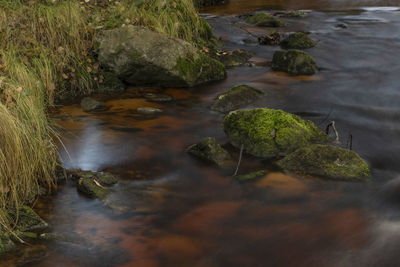 Plants and rocks in stream