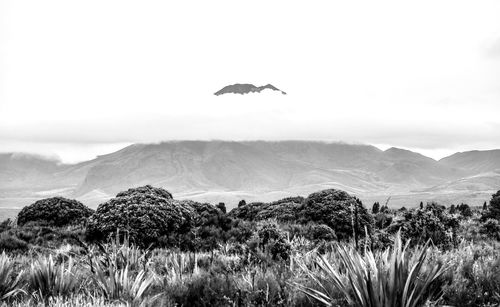 Bird flying over mountains against sky