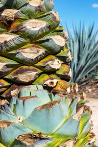 Close-up of blue agave pineapple on field