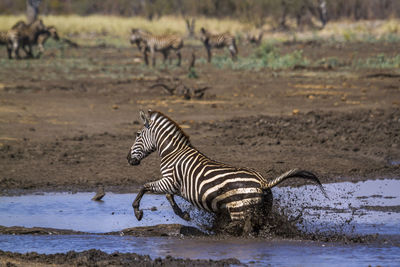 Zebra jumping in lake