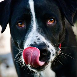 Close-up portrait of a dog