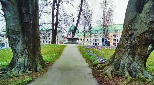 Footpath along trees