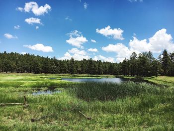 View of calm countryside lake against trees