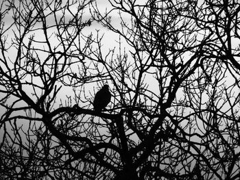 Low angle view of bird perching on bare tree