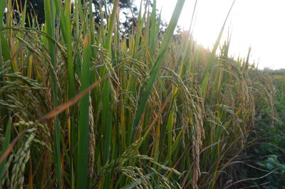 Close-up of wheat growing on field against sky