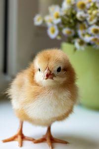 One small red-haired chicken on the background of a green mug with flowers