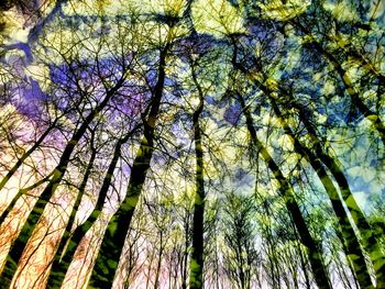 Low angle view of tree