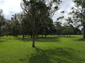 Trees on field against sky