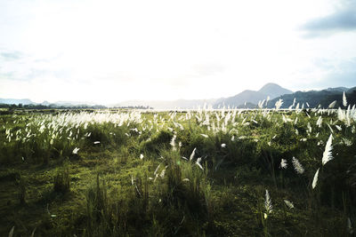 Crops growing on field against sky