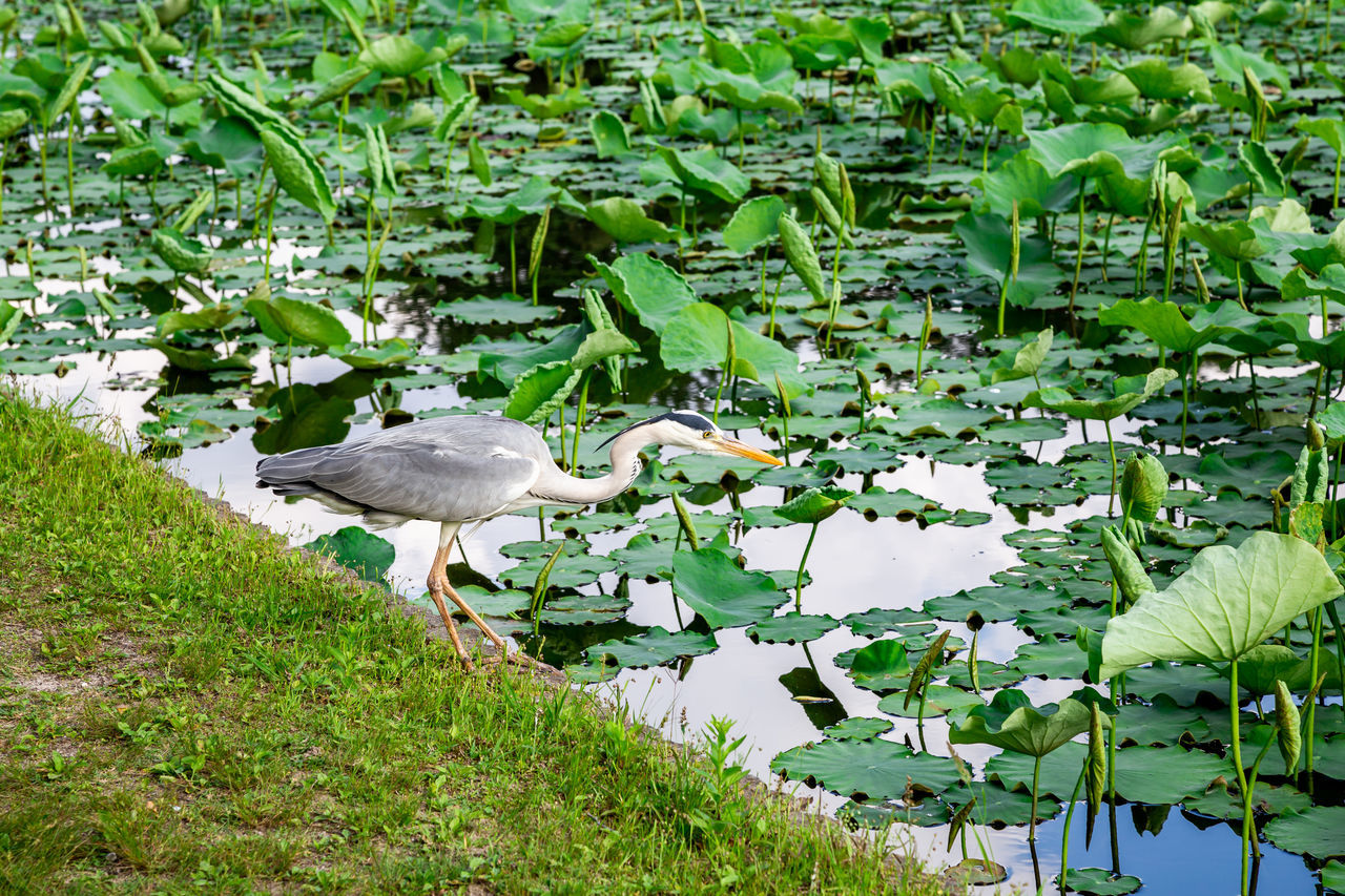 VIEW OF A BIRD IN LAKE