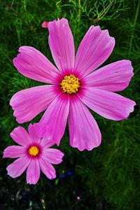 Close-up of pink cosmos flower