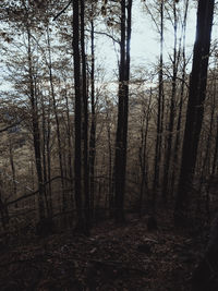 Trees in forest against sky