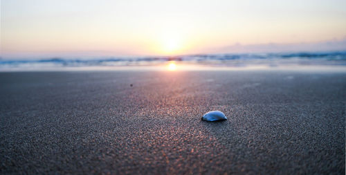 Close-up of shell on beach against sky during sunset