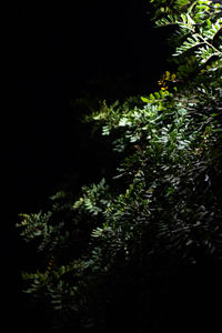 Close-up of plants against trees at night