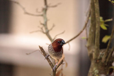 Spice finch bird lonchura punctulata perches on a branch in a tropical garden.