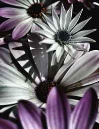 Close-up of purple flowers