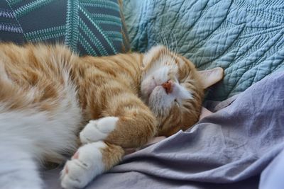 Close-up of cat sleeping on bed