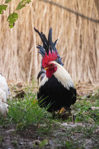 View of a bird on field