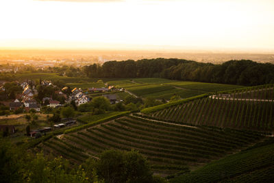 Scenic view of agricultural field against sky during sunset