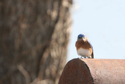 Low angle view of bird perching on tree trunk