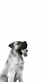 Close-up of dog sitting against white background